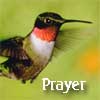 Peace Card of the day from Franciscancards.com